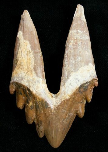 Basilosaur (Primitive Whale) Molar - Dakhla, Morocco #11434